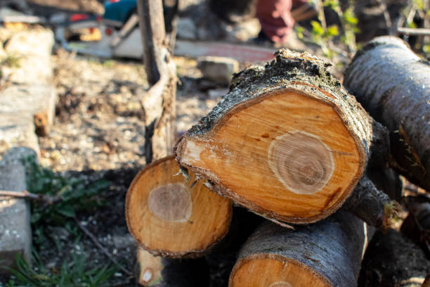 Best Hazardous Tree Removal  in Spring Ridge, MD