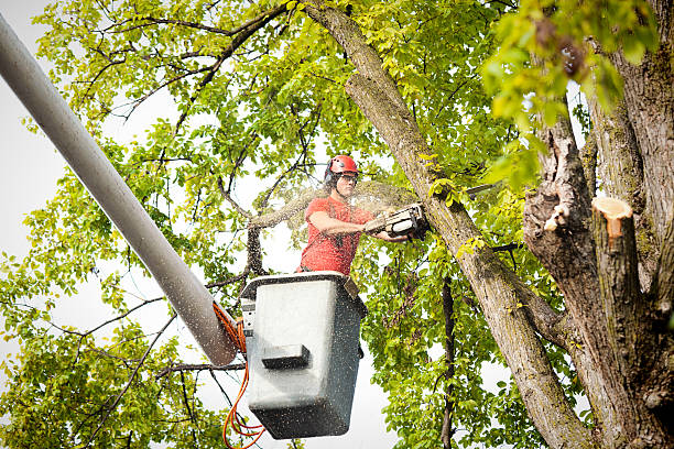 How Our Tree Care Process Works  in  Spring Ridge, MD